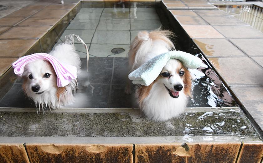 旅先での愛犬のストレスを軽減するコミュニケーションテクニック