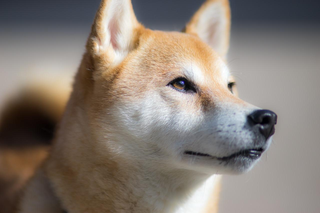 愛犬との旅を計画する前に知っておきたい健康管理のポイント