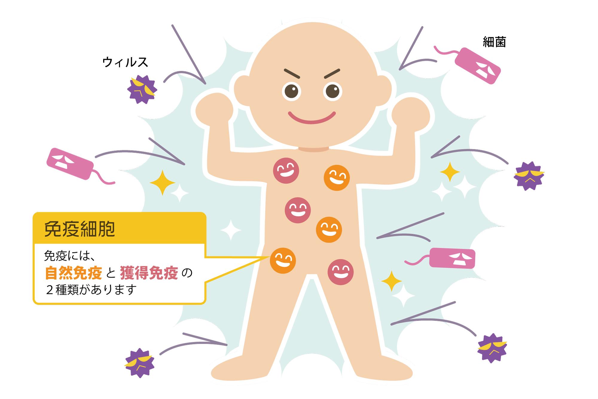 免疫力アップに欠かせない栄養素の基本を理解する