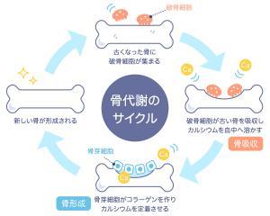 食事で支える骨活 栄養素とおすすめレシピ紹介